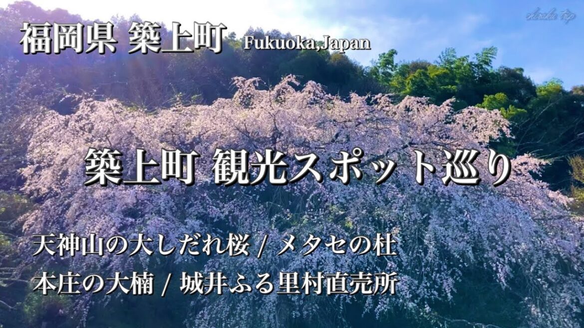 福岡県 築上町【築上町 観光スポット巡り】満開の天神山 大しだれ桜 / 本庄の大楠 / 城井ふる里村直売所/春のメタセの杜【ドライブ vlog】