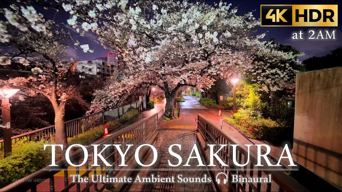 Tokyo Sakura 2023 at late night 目黒川 桜 🌸 walking tour Meguro River Cherry Blossoms //4K HDR Tokyo Sakura 2023 at late night 目黒川 桜 🌸 walking tour Meguro River Cherry Blossoms //4K HDR
