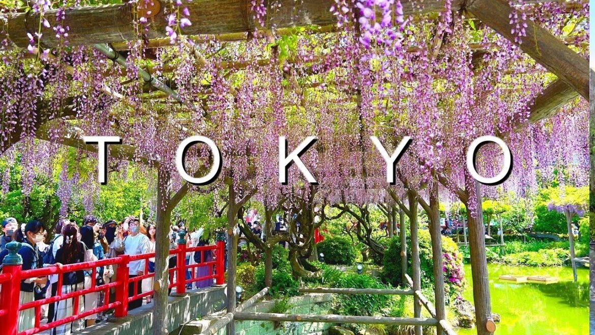 Purple Flower Festival Wisteria Kameido Shrine Live Purple Flower Festival Wisteria Kameido Shrine Live