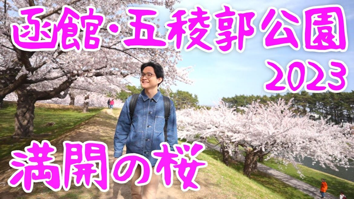 【函館】五稜郭公園・満開の桜を見に行ってきました♪2023 【函館】五稜郭公園・満開の桜を見に行ってきました♪2023