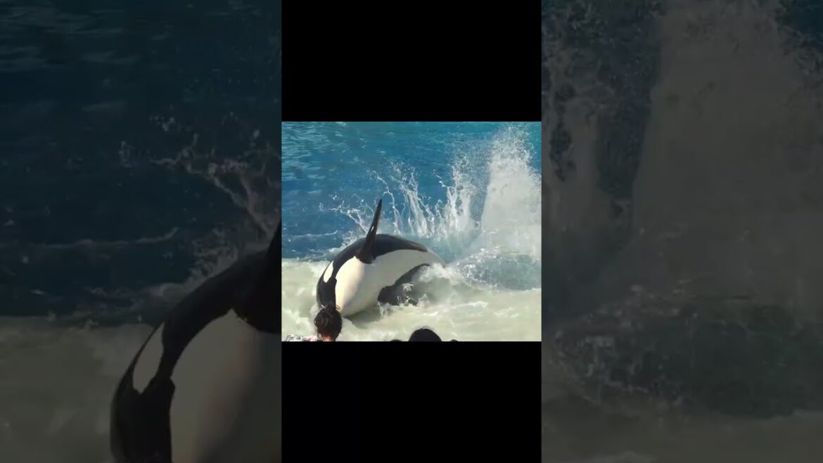 Orca Whale Tricks at SeaWorld CALIFORNIA