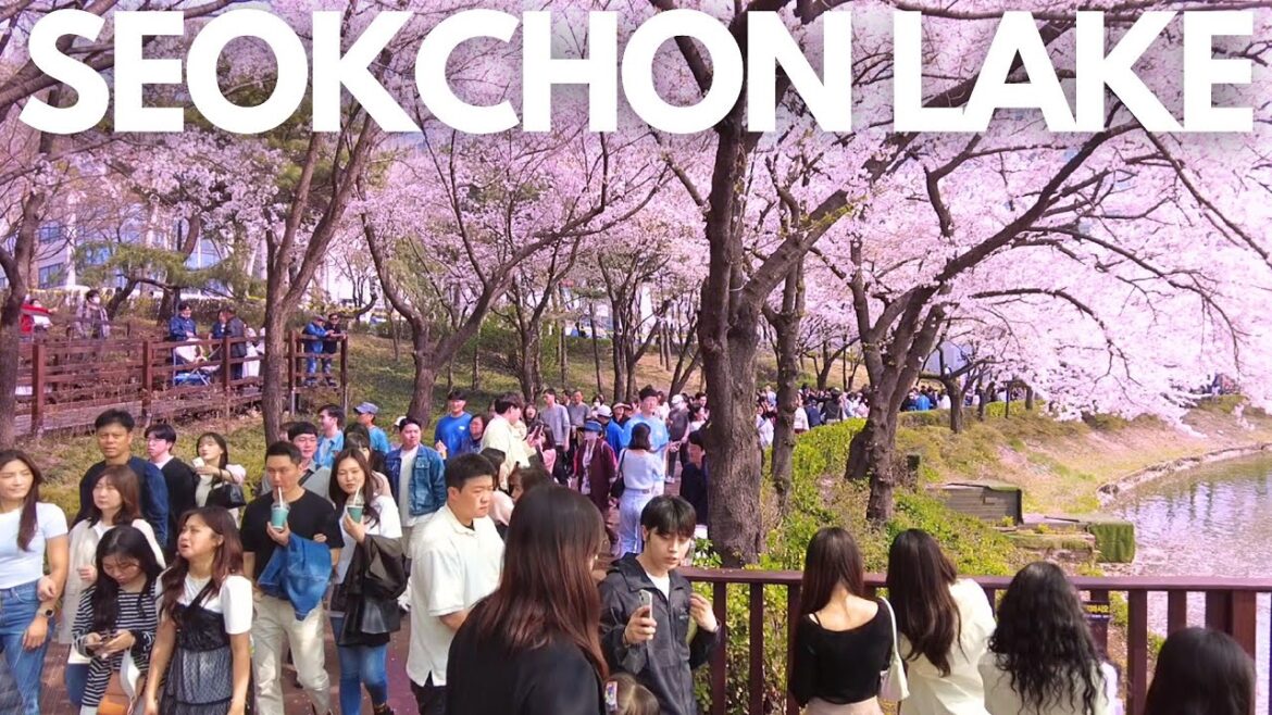 Most Popular and Crowded 🌸JAMSIL SEOKCHON LAKE Cherry Blossom Festival 2023 Most Popular and Crowded 🌸JAMSIL SEOKCHON LAKE Cherry Blossom Festival 2023