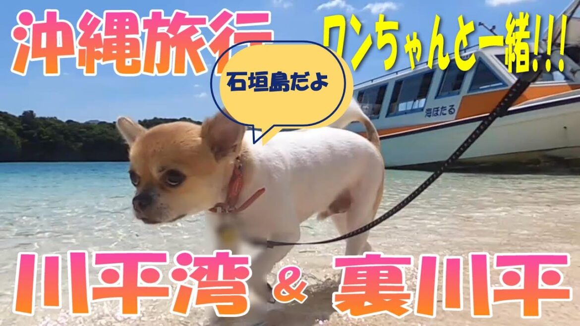 【石垣島】【川平湾】【裏川平】【沖縄旅行】【ペット可】賑やかな川平湾・静かな裏川平 【石垣島】【川平湾】【裏川平】【沖縄旅行】【ペット可】賑やかな川平湾・静かな裏川平