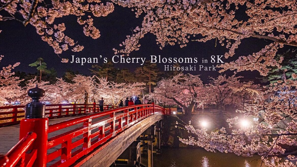 【8K HDR】日本一の夜桜　青森県 弘前公園と弘前城の満開の桜と花筏のライトアップの映像。撮影場所はタイムコードに記載