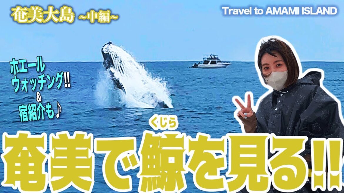 【クジラ】Amami Island Whale watching / 奄美大島ホエールウォッチング(鹿児島) #vlog 【クジラ】Amami Island Whale watching / 奄美大島ホエールウォッチング(鹿児島) #vlog