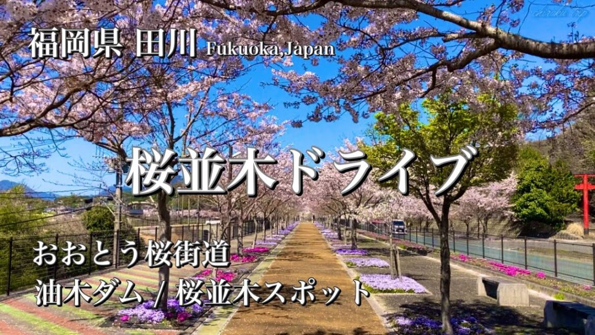 福岡県 田川 / おおとう桜街道 / 油木ダム 散策/ 4月おすすめの桜の名所 おでかけスポット【ドライブ vlog】 福岡県 田川 / おおとう桜街道 / 油木ダム 散策/ 4月おすすめの桜の名所 おでかけスポット【ドライブ vlog】