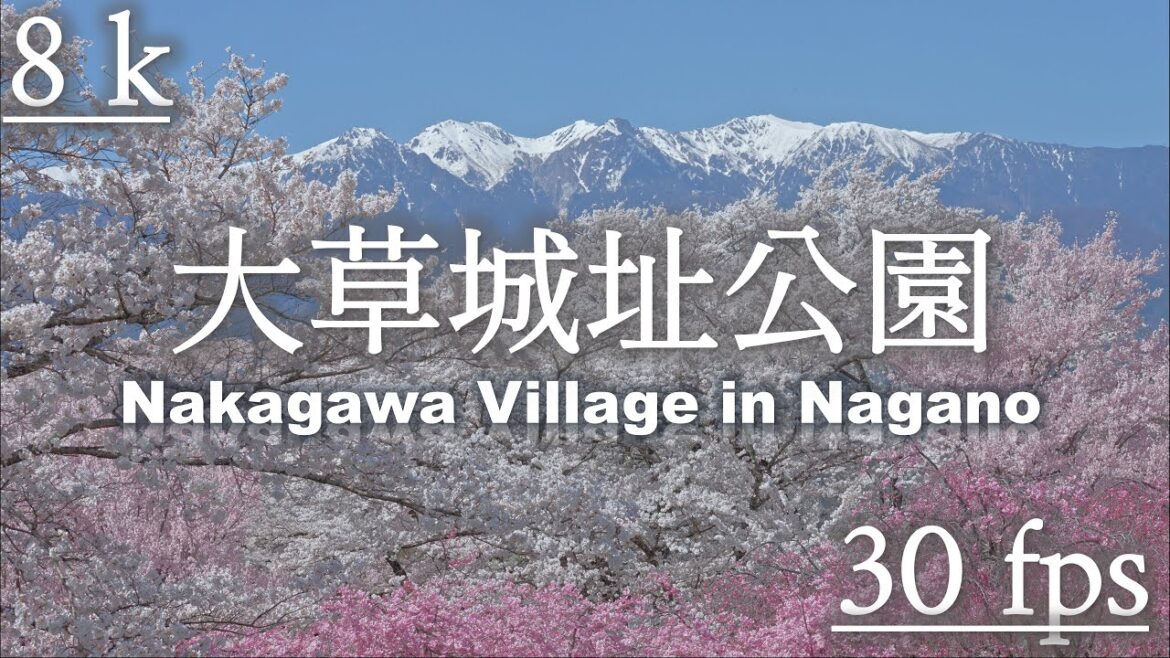 8K-30fps【大草城址公園】Cherry Blossoms with Snowy Japanese Alps behind  2023