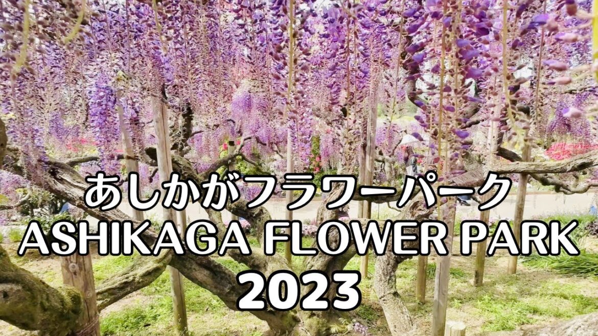 【4K】The Best of Wisteria Season at Ashikaga Flower Park | 2023 | Japan | Tochigi