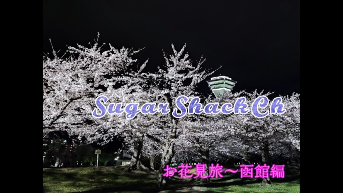 桜シーズン到来!満開の桜を見に函館へ。函館公園の桜~大門横丁で地元グルメ~五稜郭で夜桜のハズが・・。 桜シーズン到来!満開の桜を見に函館へ。函館公園の桜~大門横丁で地元グルメ~五稜郭で夜桜のハズが・・。