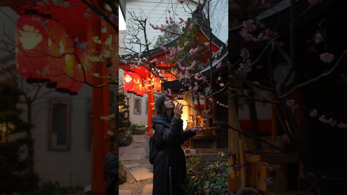 Cherry blossom magic: My experience at a Kyoto shrine