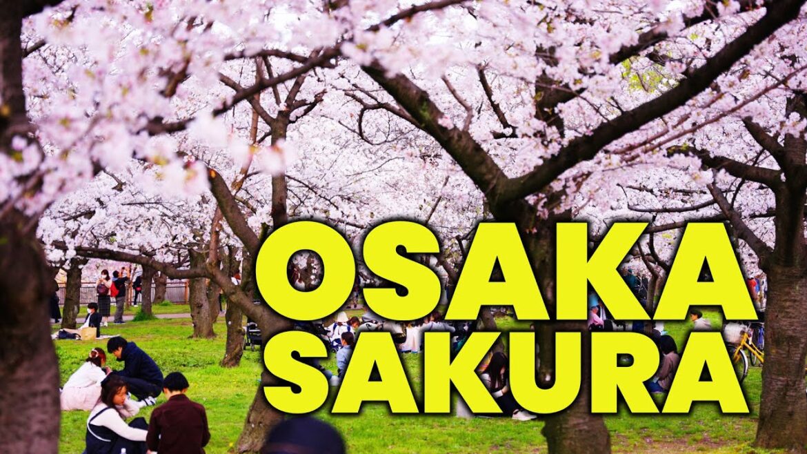 A Walk Through Osaka Castle Park in Sakura Season! 【4K HDR】 A Walk Through Osaka Castle Park in Sakura Season! 【4K HDR】
