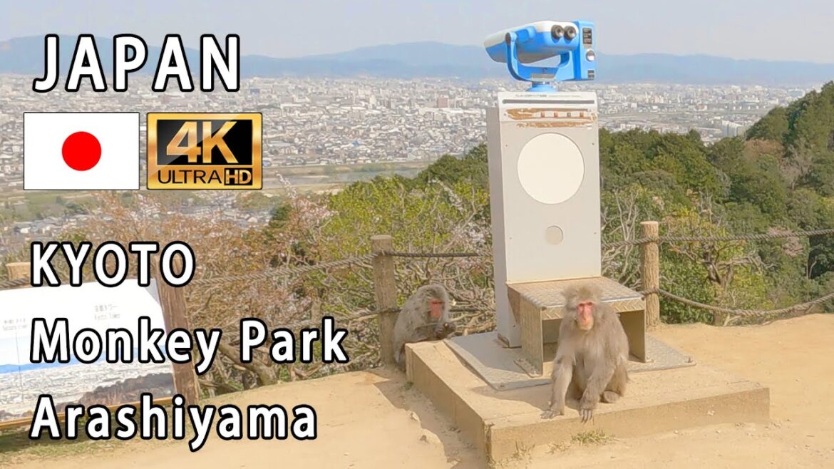 Japan Kyoto and snow monkeys (Arashiyama Monkey Park where Tom Cruise has been)