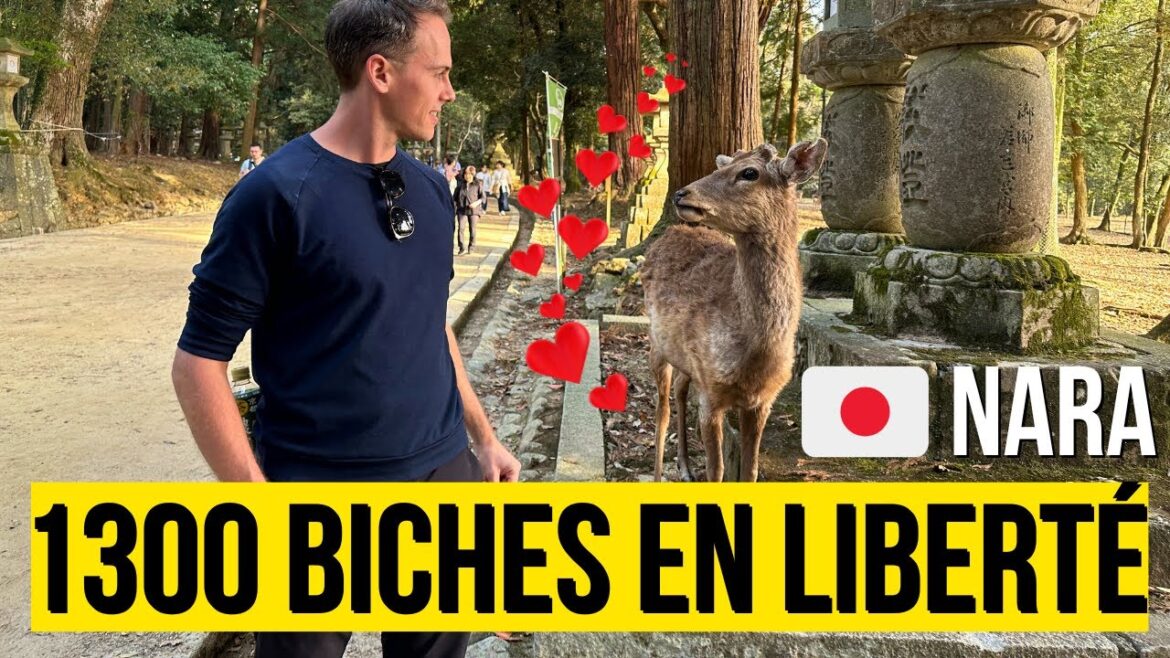 🔴 Vlog à NARA (Japon 🇯🇵) : 1300 BICHES 🦌 en liberté !
