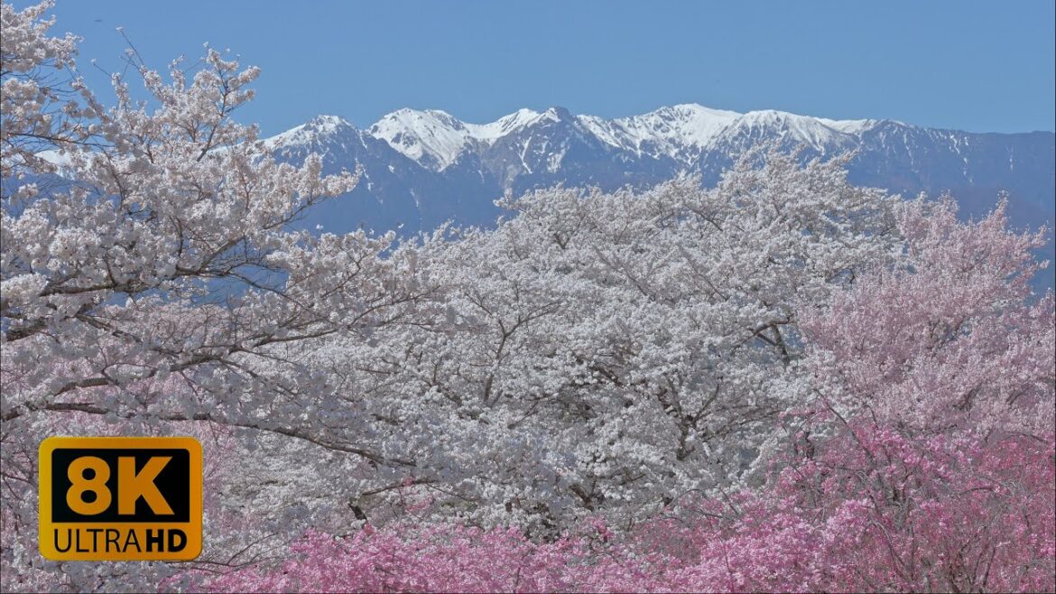 4K 8K 【大草城址公園】Cherry Blossoms with Snowy Japanese Alps behind 2023 4K 8K 【大草城址公園】Cherry Blossoms with Snowy Japanese Alps behind 2023