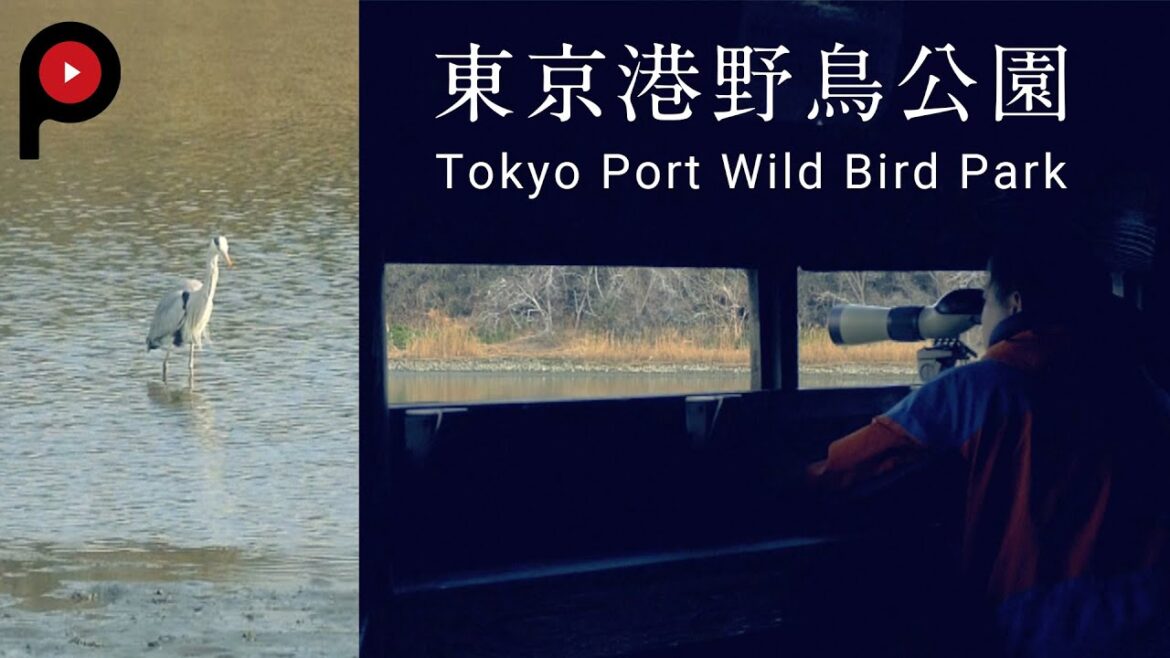 【 東京港野鳥公園 】Bird Watching Near Haneda | Tokyo Port Wild Bird Park 【 東京港野鳥公園 】Bird Watching Near Haneda | Tokyo Port Wild Bird Park