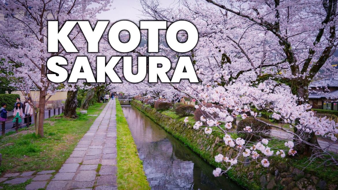 Walking Kyoto Philosopher’s Path in Spring with Full Sakura【4K HDR】 Walking Kyoto Philosopher's Path in Spring with Full Sakura【4K HDR】