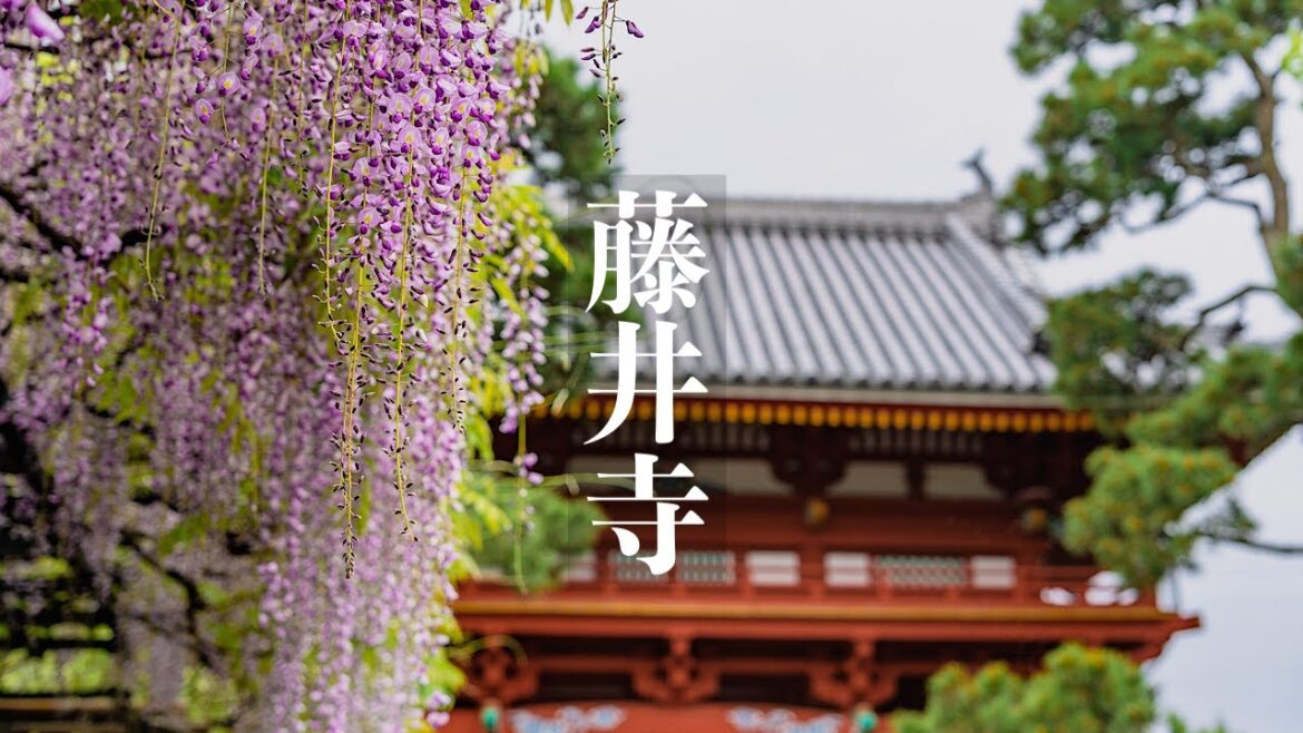 藤井寺 葛井寺の藤の花 Osaka Walk – Fujiidera Wisteria Flower 4K HDR Japan 藤井寺 葛井寺の藤の花 Osaka Walk - Fujiidera Wisteria Flower 4K HDR Japan