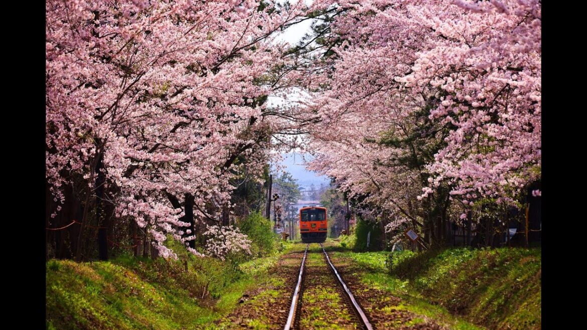 8K HDR 青森 芦野公園の桜と列車 Aomori,Sakura and Rail at Ashino Park