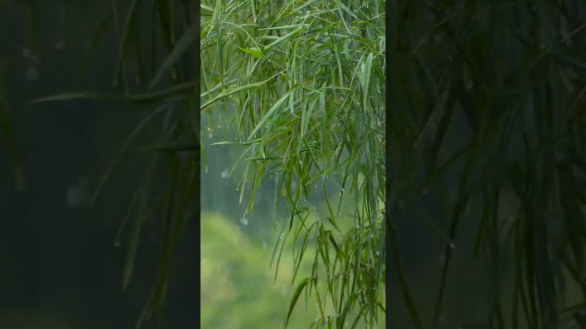 rain sound doe relaxing #shorts #relaxing #rain rain sound doe relaxing #shorts #relaxing #rain