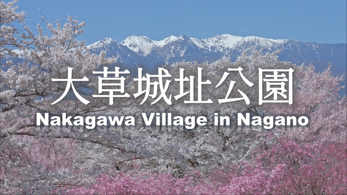 8K HDR Cherry Blossoms with Snowy Japanese Alps behind 2023 8K HDR Cherry Blossoms with Snowy Japanese Alps behind 2023