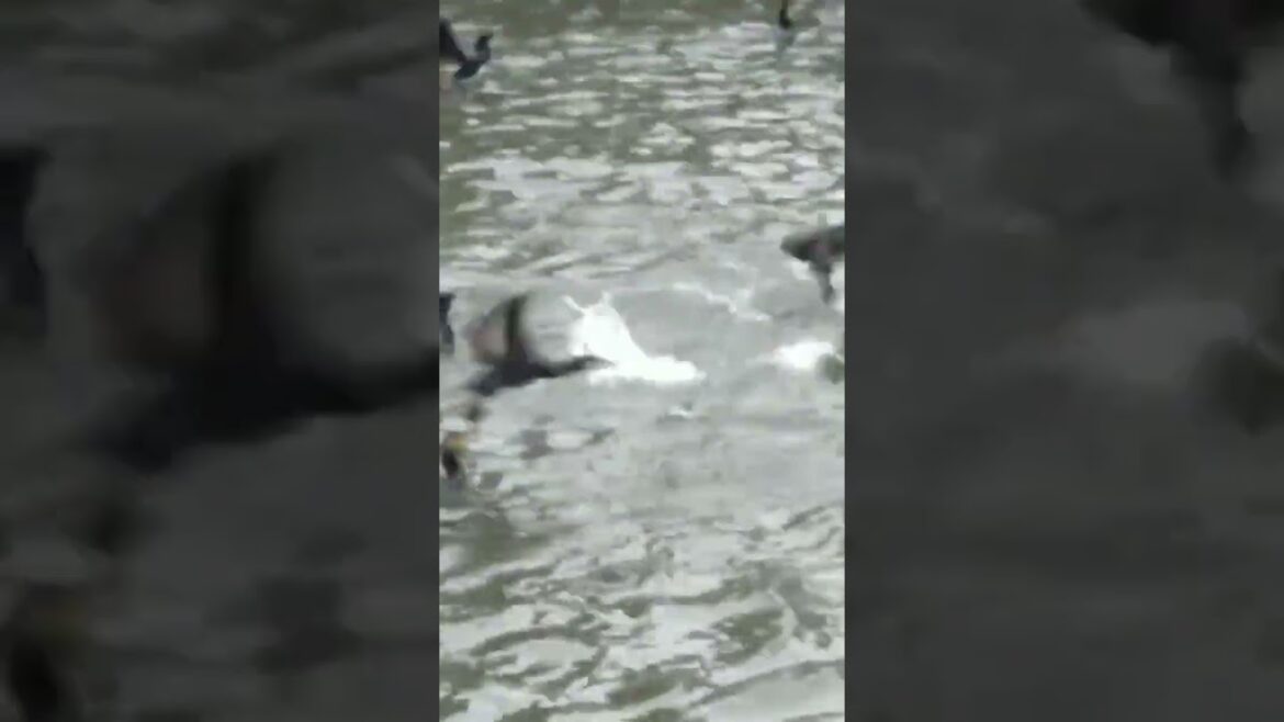 Join our Free Japanese Zoom Lesson tada Learn JLPT nihongo English model facebook group WhatsApp モデル