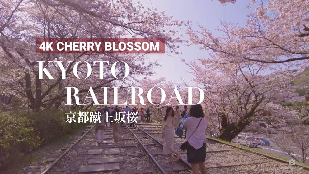 [4K] A Walking Tour Exploring the beauty of Kyoto's Cherry Blossoms on Keage (蹴上) Railroad #4k