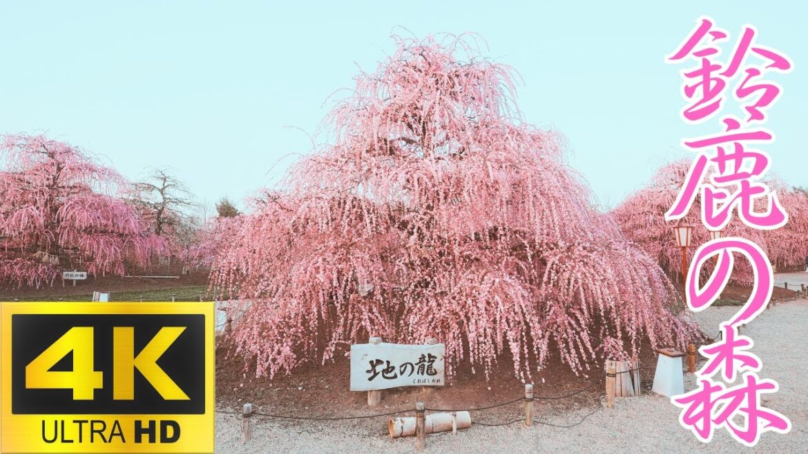 【絶景三重の梅】鈴鹿の森庭園　しだれ梅　＃鈴鹿の森＃梅＃庭園