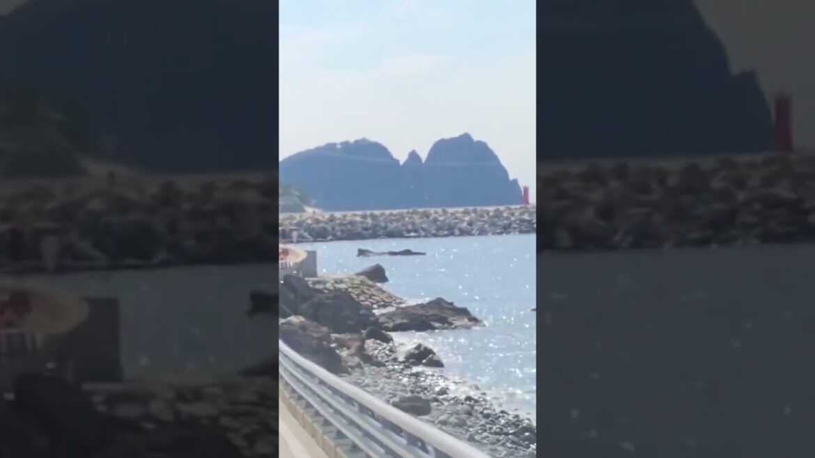 울릉도 현포가는 버스 #shorts #sea #travel