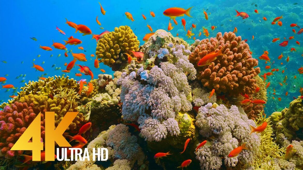 Under Red Sea 4K – Incredible Underwater World – Relaxation Video with Original Sound (NO LOOP) – #1 Under Red Sea 4K - Incredible Underwater World - Relaxation Video with Original Sound (NO LOOP) - #1