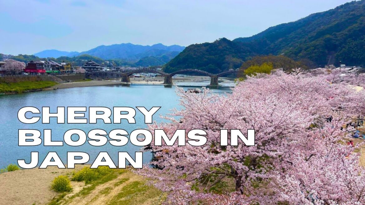Cherry Blossoms in Iwakuni Japan - Foreigner Living In Rural Japan and Akiya House Renovation
