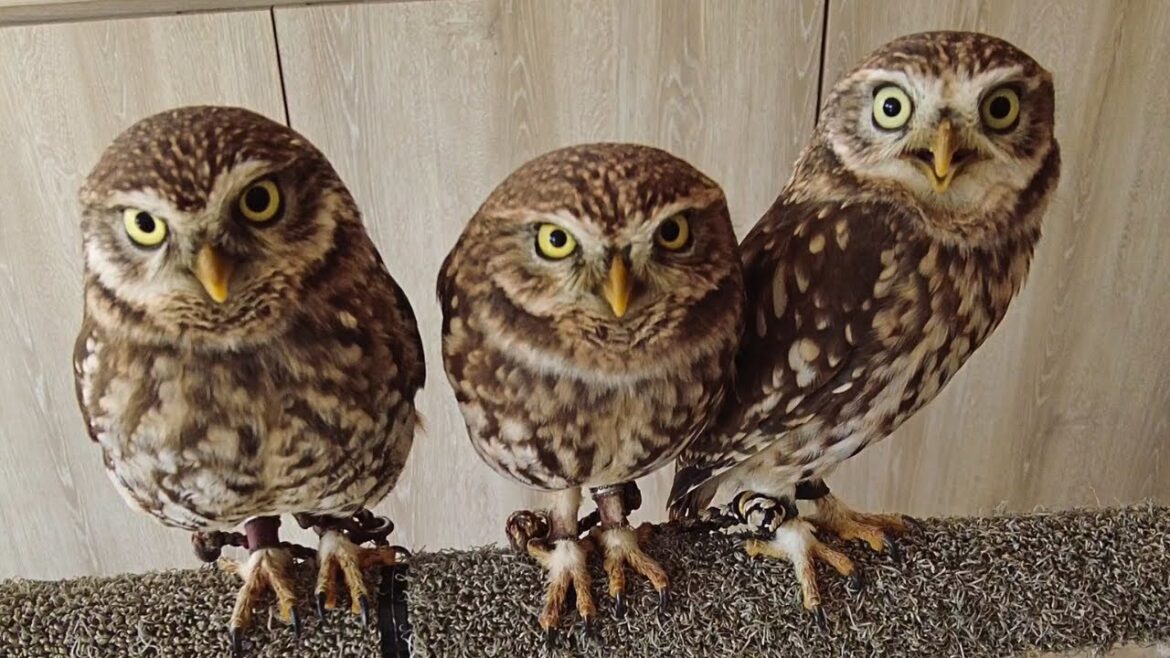 Adorable Owl Cafe in Japan Nagoya 🦉 Mofuricot Aichi