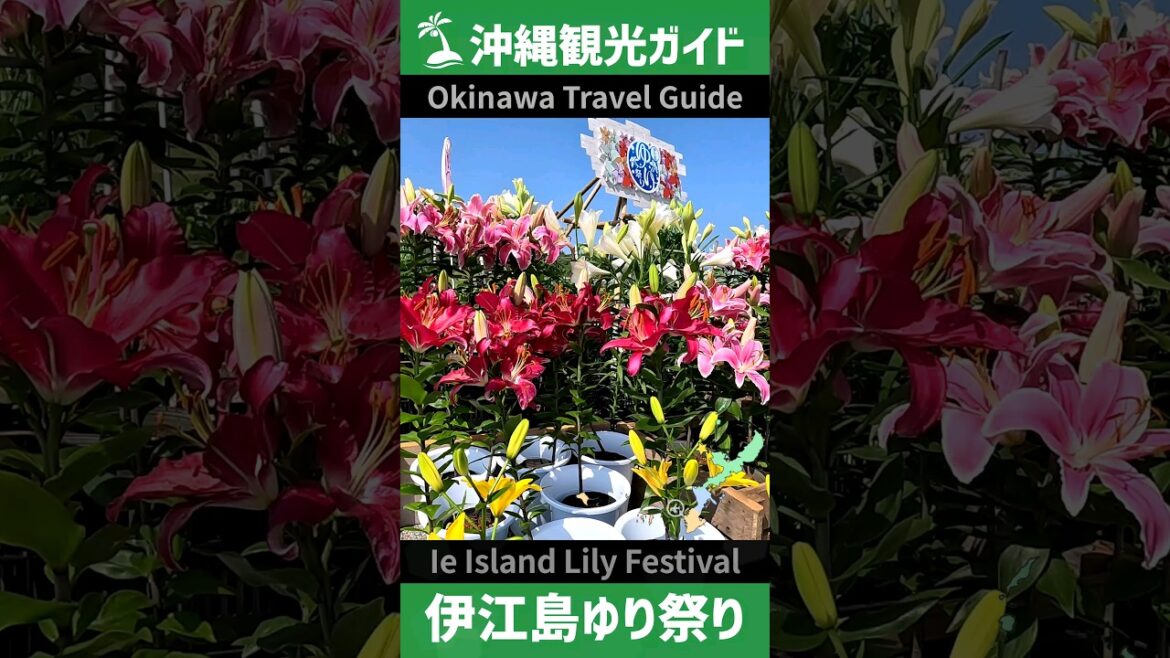 2023伊江島ゆり祭り/沖縄観光ガイド