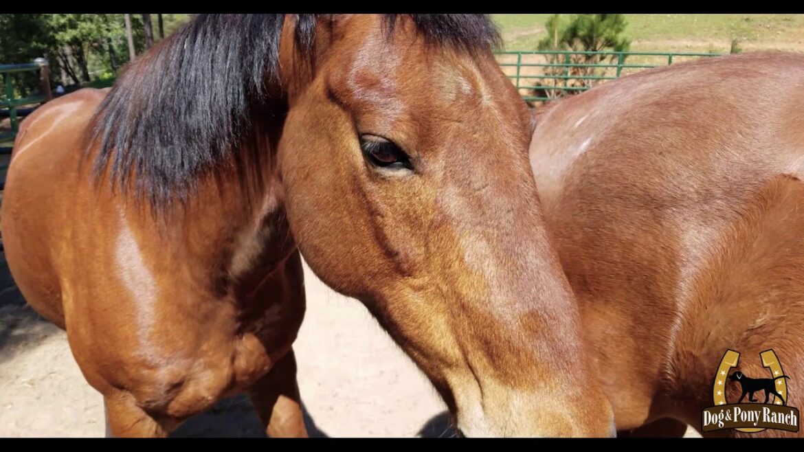 Dog & Pony Ranch - dog-friendly farm stay with horses, llamas and more!