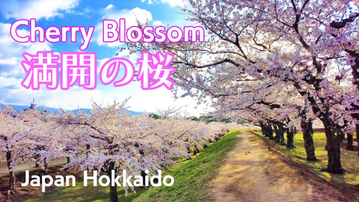 【2023.4.22】北海道 満開の桜旅 五稜郭・松前城【Cherry Blossom Trip in Hokkaido, Japan】