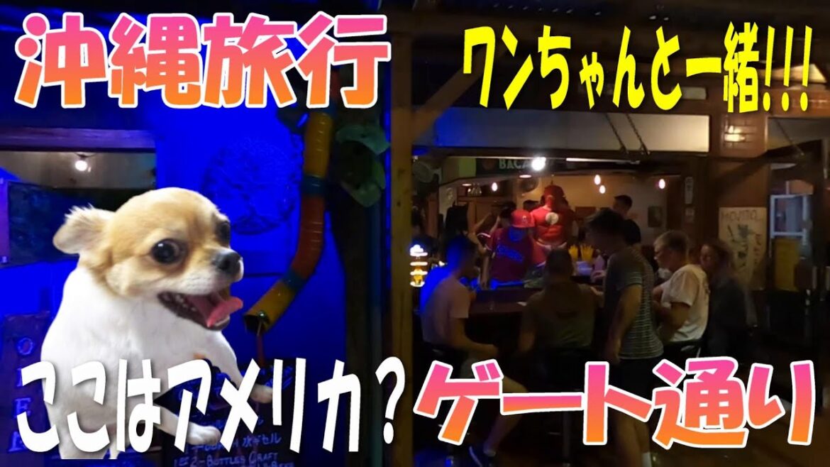 【ゲート通り】【沖縄旅行】【犬】【ペット可】【散策】ここはアメリカ？　コザのゲート通り