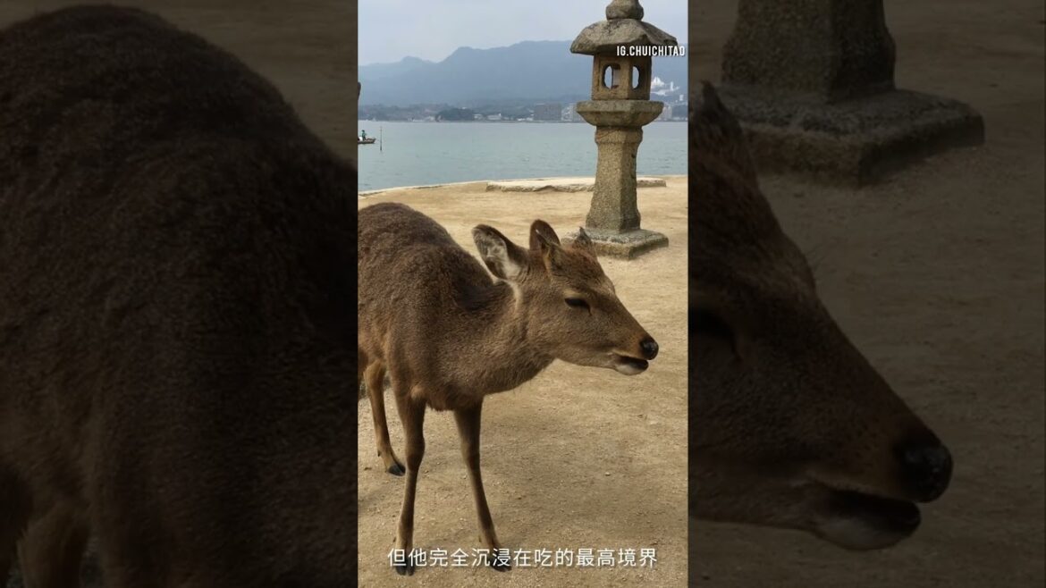 這隻斑比🦌完全沉浸在吃的最高境界#広島 #日本旅行 #宮島 #shorts @hit2854 @Chuichitao