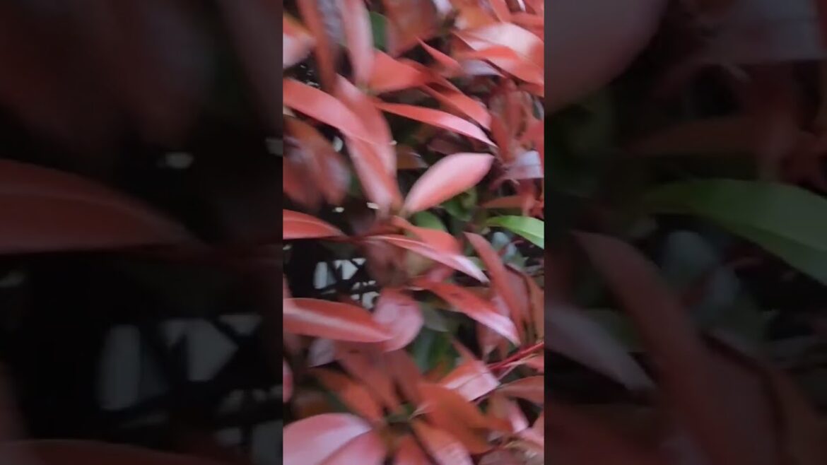 Japan graden video #viralvideo #shortvideo #trending Japan graden video #viralvideo #shortvideo #trending