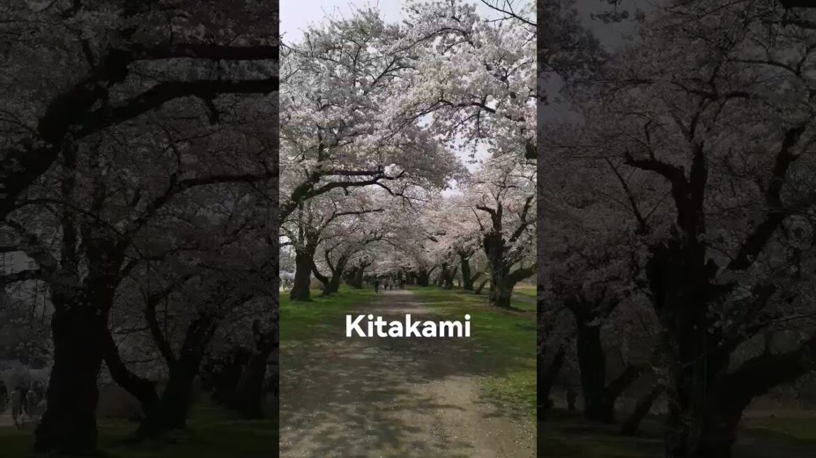Kitakami Sakura blooming #kitakami #visitjapan #sakura #cherryblossom #onthewayjourney