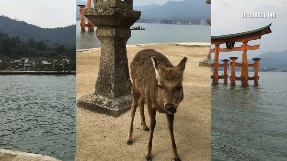 這隻斑比🦌完全沉浸在吃的最高境界#広島 #日本旅行 #宮島@hit2854 @Chuichitao