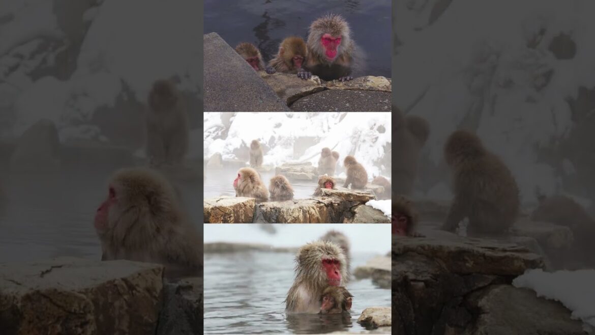 Snow Monkeys Bliss: Family Onsen Time in Japan | Triple View #Shorts