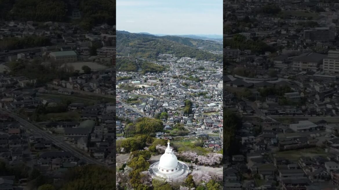 花便り（ Vol.07 ）／「桜」花岡山公園