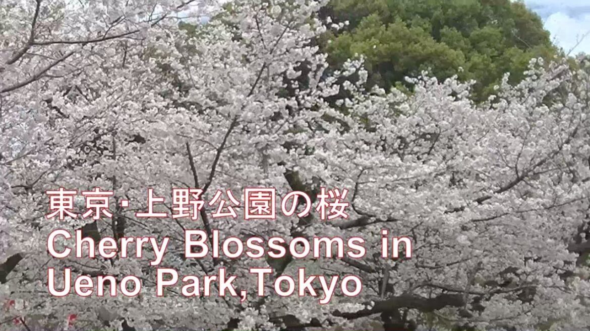 Cherry blossoms in Ueno Park, Tokyo Cherry blossoms in Ueno Park, Tokyo