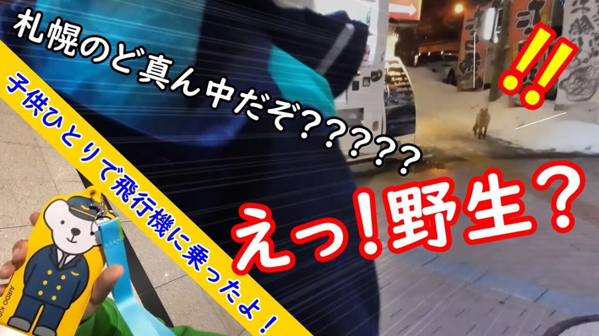 野生の〇〇〇に出会った！【北海道・札幌】エアドゥキッズで子供一人旅♡　#すすきの#AIRDO#札幌国際スキー場