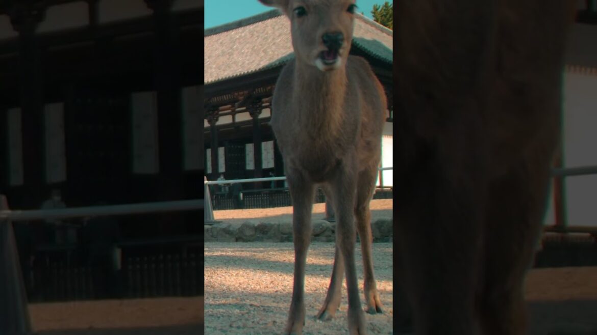 Incredible Deer temple near Osaka, Nara park | Amazing Japan Travel Adventure Documentary Incredible Deer temple near Osaka, Nara park | Amazing Japan Travel Adventure Documentary