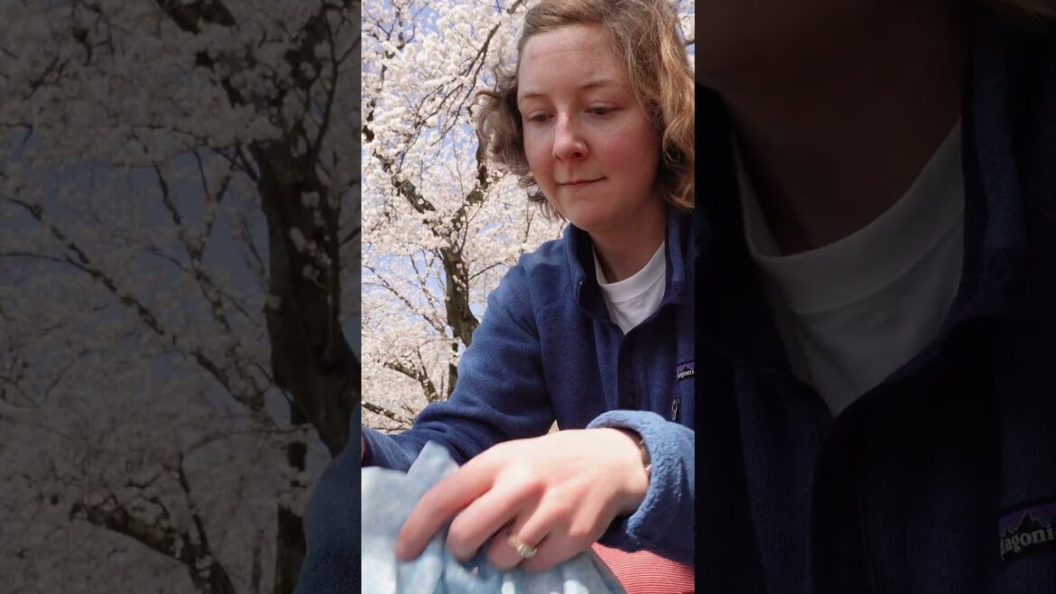 Cycling Through Japanese Cherry Blossoms, Hanami (Sakura Flower Viewing) in Kanazawa by Bike #shorts Cycling Through Japanese Cherry Blossoms, Hanami (Sakura Flower Viewing) in Kanazawa by Bike #shorts