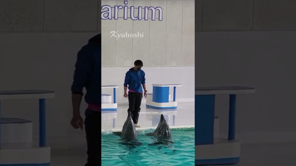 Love Dolphins! #shorts #short