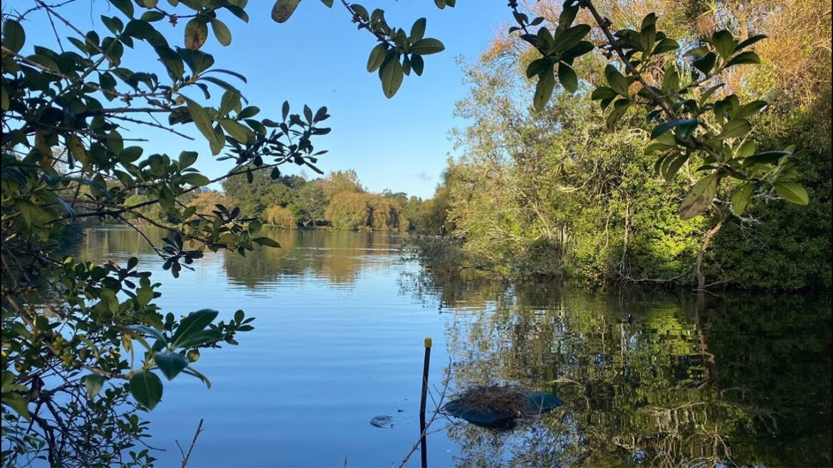 Exploring Western Springs Lake Auckland  🇳🇿LIVE Walking in New Zealand