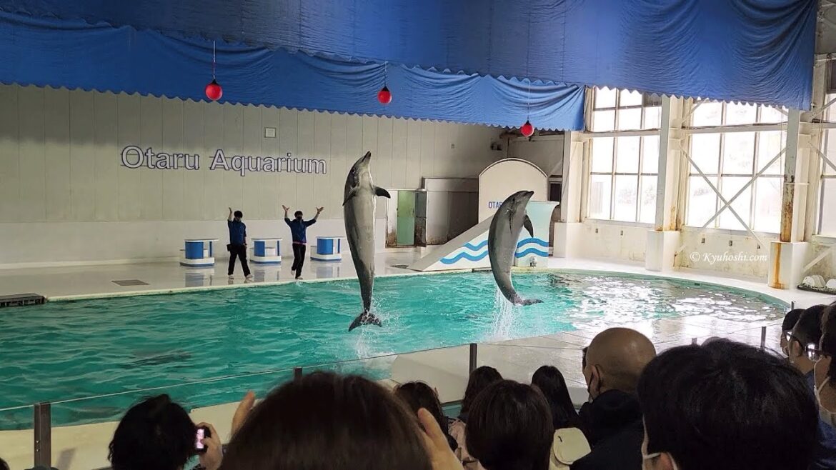 Dolphin Show at Otaru Aquarium