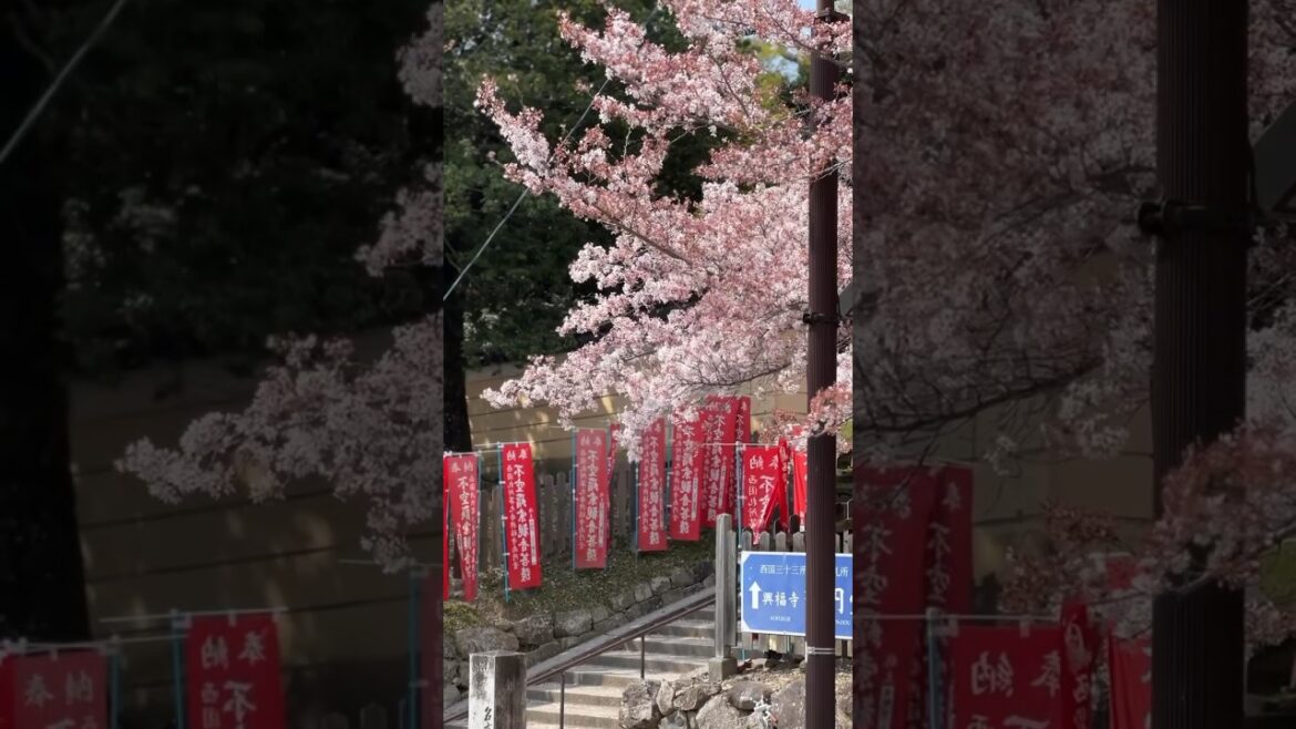 🌈Finding rainbow 무지개 찾기 시작! 🇯🇵Osaka, Kyoto, Nara chillin moments 오사카 교토 나라 힐링 모먼트 모음집🌸 #osaka