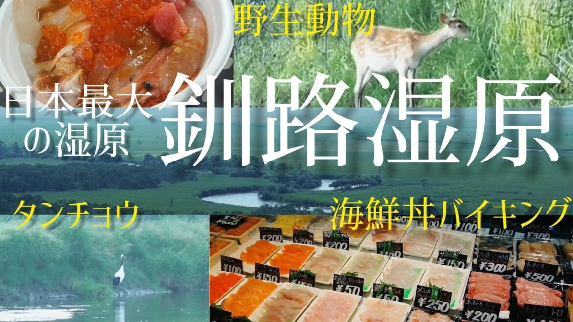 【日帰り一人旅】日帰りで行った日本最大の釧路湿原は神秘的な場所だった!!【北海道夏旅】